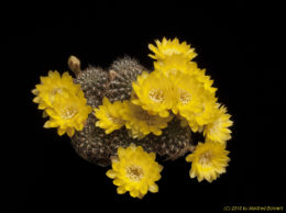 Sulcorebutia vargasii v. vargasii WK995-3 3370